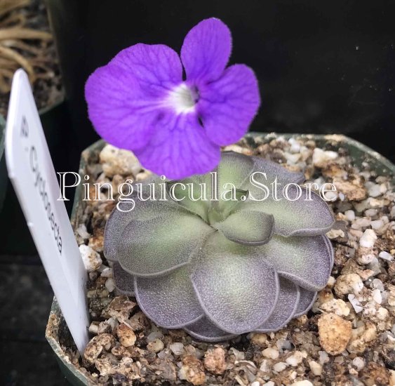 (image for) Pinguicula Cyclosecta - Click Image to Close