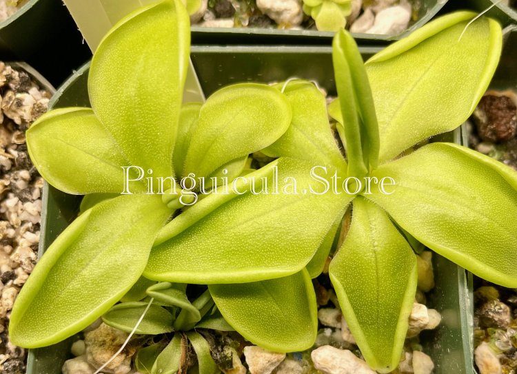 (image for) Pinguicula Zecheri - Click Image to Close