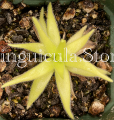 (image for) Pinguicula (heterophylla x Medusina) x Gigantea White Flower