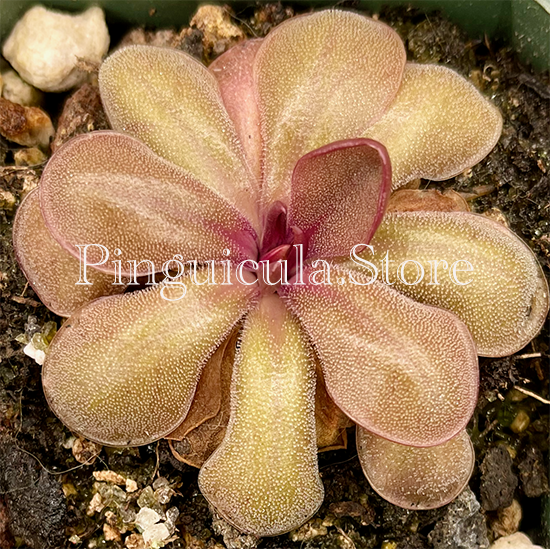 (image for) Pinguicula moranensis Big Spur - Click Image to Close