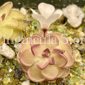 (image for) Pinguicula Rotundiflora x Gracilis