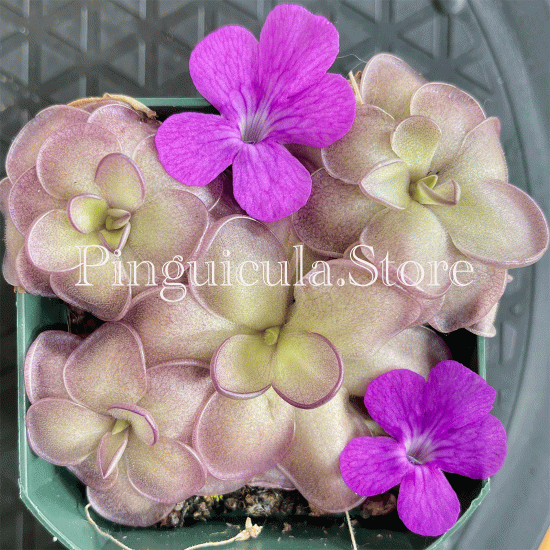 (image for) Pinguicula hemiepiphytica x Cyclosecta - Click Image to Close