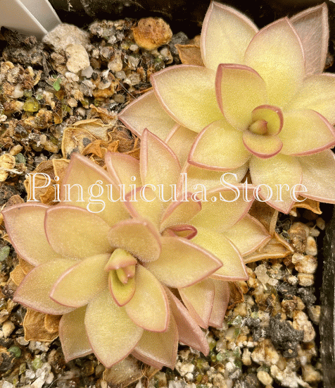 (image for) Pinguicula Laueana x Gigantea - Click Image to Close