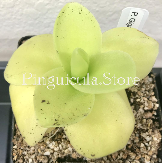 (image for) Pinguicula gigantea - Click Image to Close