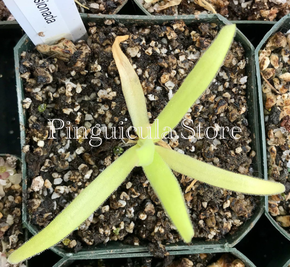 (image for) Pinguicula gigantea alba x Moctezumae ‘Apasionada' - Click Image to Close