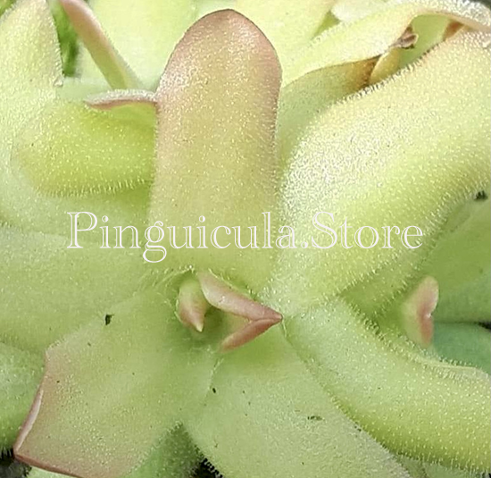 (image for) Pinguicula Gracilis X Moctezumae - Click Image to Close