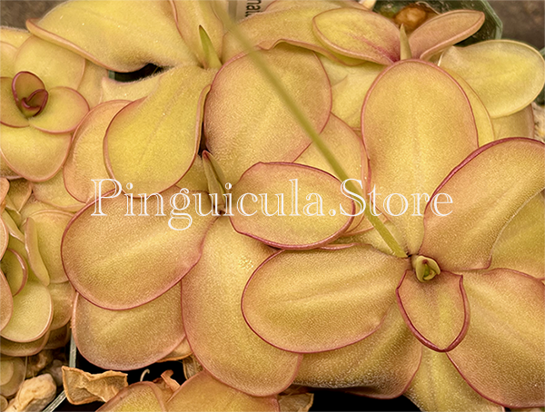 (image for) Pinguicula Zecheri X Emarginata - Click Image to Close