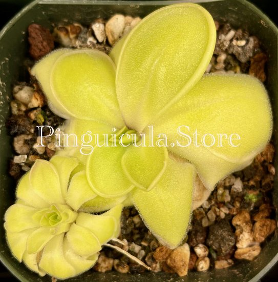 (image for) Pinguicula moranensis Valle de Bravo - Click Image to Close