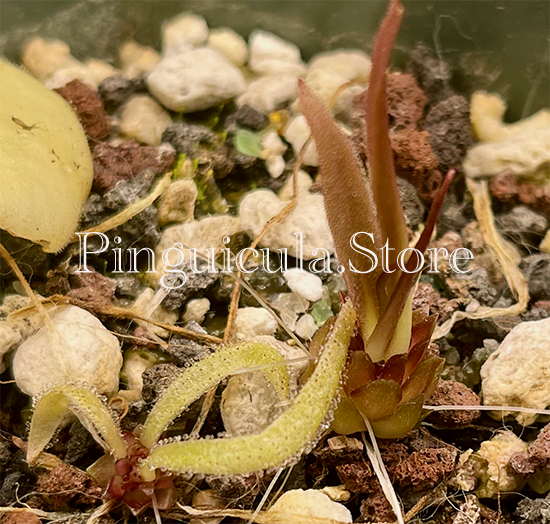 (image for) Pinguicula calderoniae - Click Image to Close