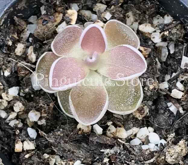 (image for) Pinguicula Ehlersiae Victoria - Click Image to Close