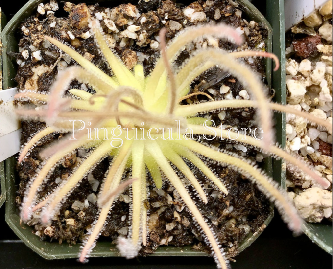 (image for) Pinguicula Gypsicola Buena Vista - Click Image to Close