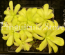 (image for) Pinguicula agnata