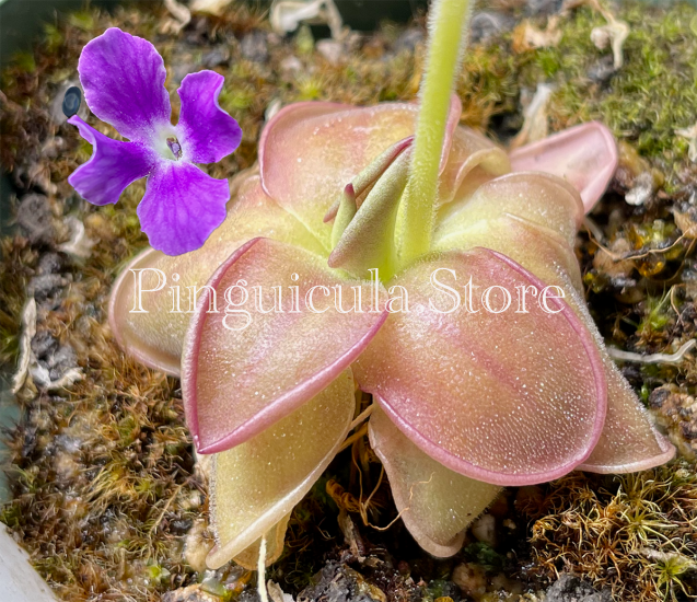 (image for) Pinguicula moranensis Vera Paz - Click Image to Close