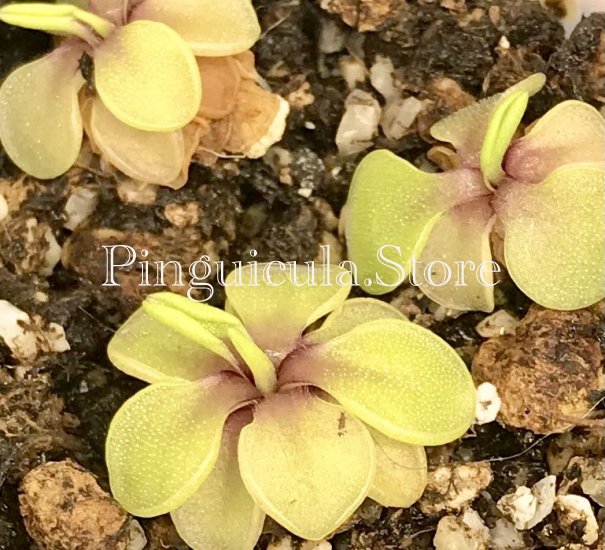 (image for) Pinguicula Emarginata - Click Image to Close