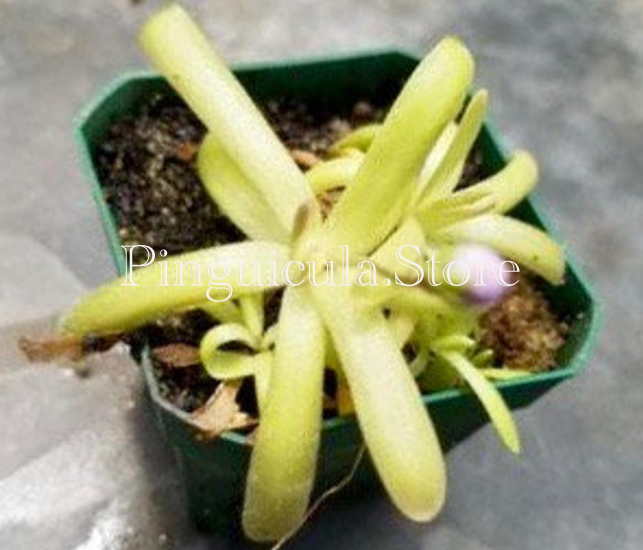 (image for) Pinguicula moctezumae x Koehres Kohres - Click Image to Close