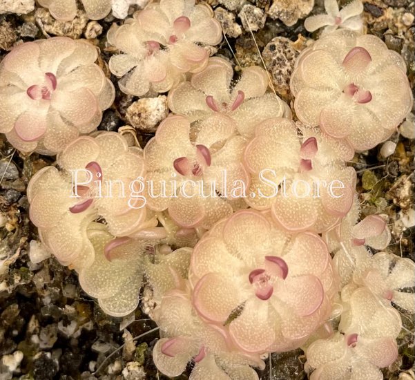 (image for) Pinguicula Gracilis - Click Image to Close