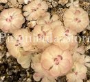 (image for) Pinguicula Gracilis