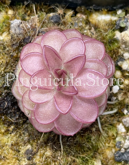 (image for) Pinguicula Laueana CP2 - Click Image to Close