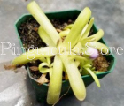 (image for) Pinguicula moctezumae x Koehres Kohres