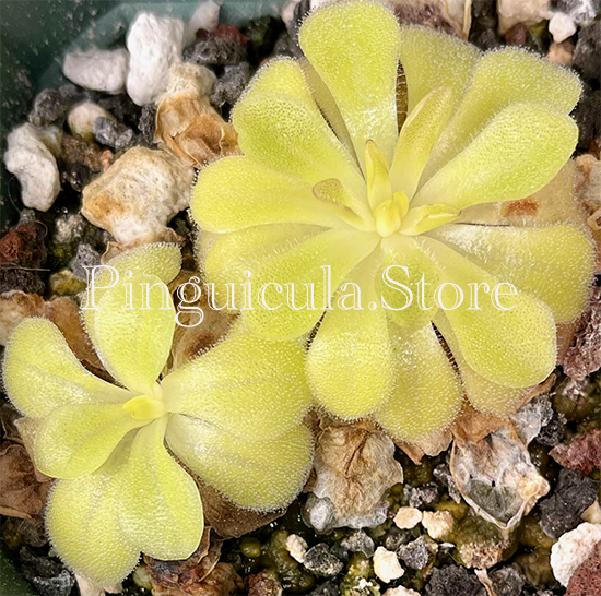 (image for) Pinguicula Sumidero II - Click Image to Close