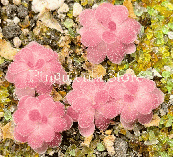 (image for) Pinguicula agnata X Debbertiana 'Johanna’ - Click Image to Close