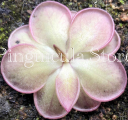 (image for) Pinguicula Moranensis Libelulita