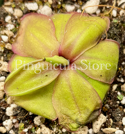 (image for) Pinguicula Emarginata X Moranensis - Click Image to Close