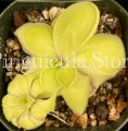 (image for) Pinguicula moranensis Valle de Bravo