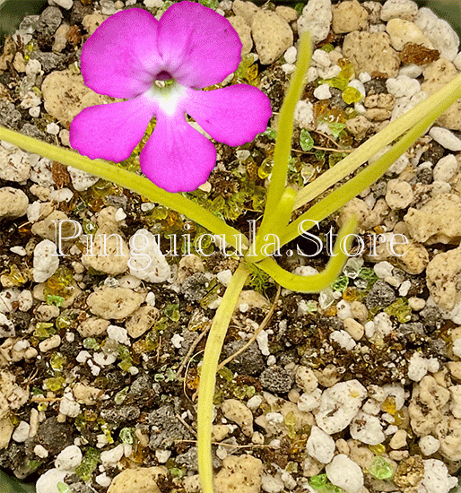 (image for) Pinguicula Moctezumae - Click Image to Close