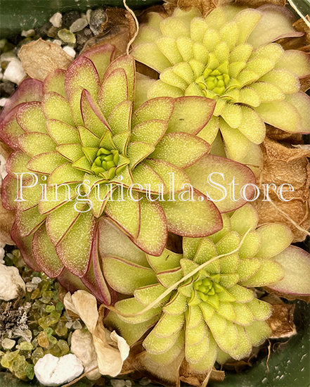 (image for) Pinguicula moranensis ANPA D - Click Image to Close