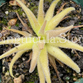 (image for) Pinguicula Medusina x Gigantea